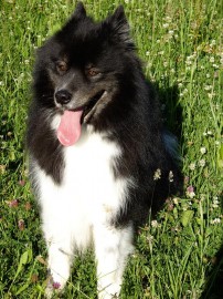 Yagu